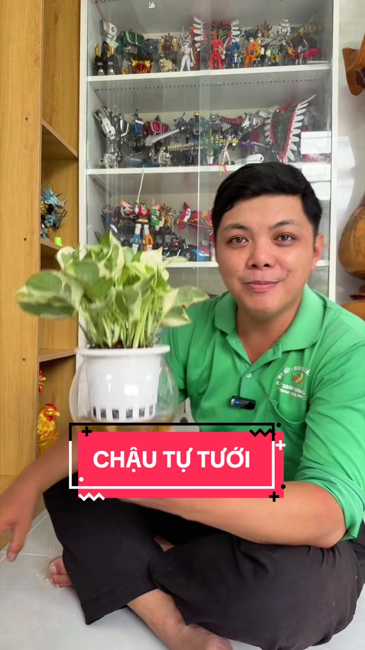 @Cây Xanh Phong Hồng