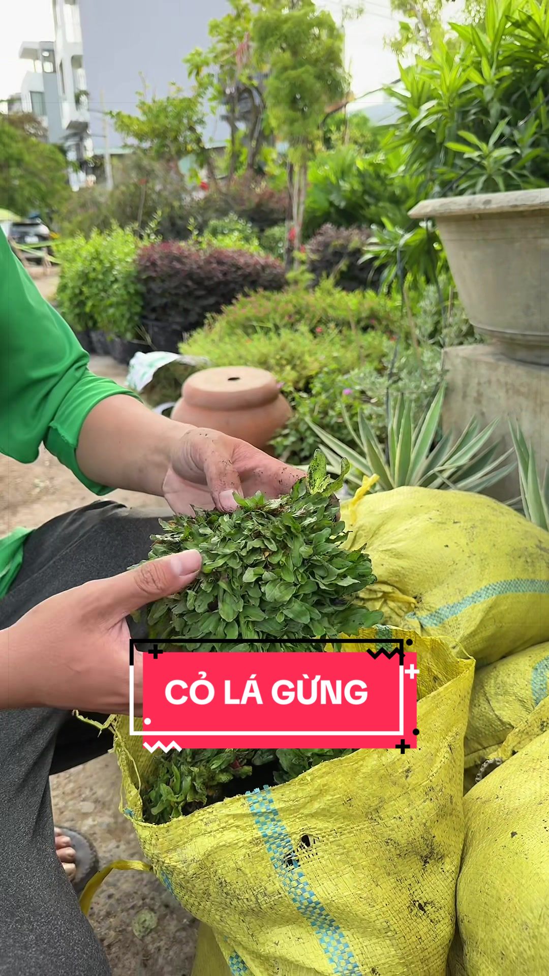 @Cây Xanh Phong Hồng