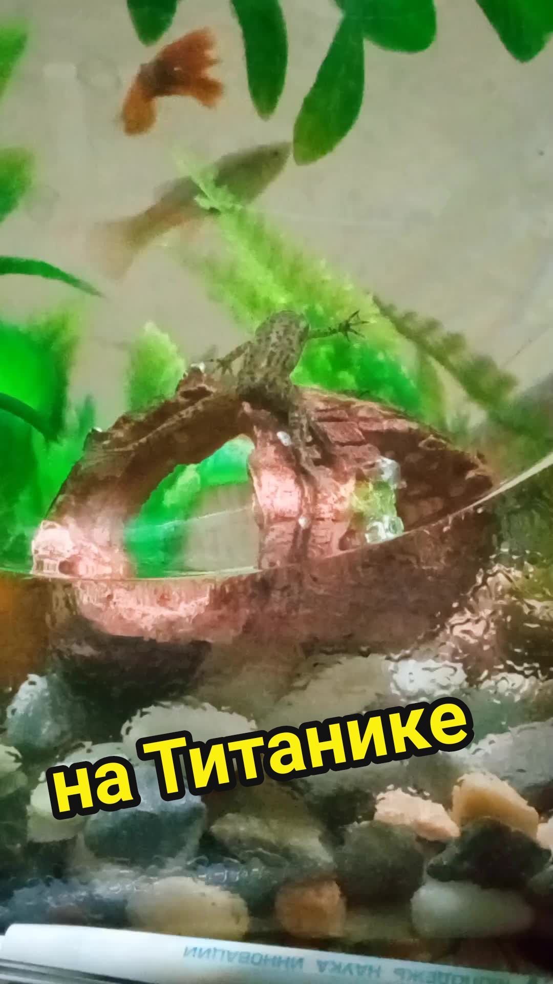 @Мои звери