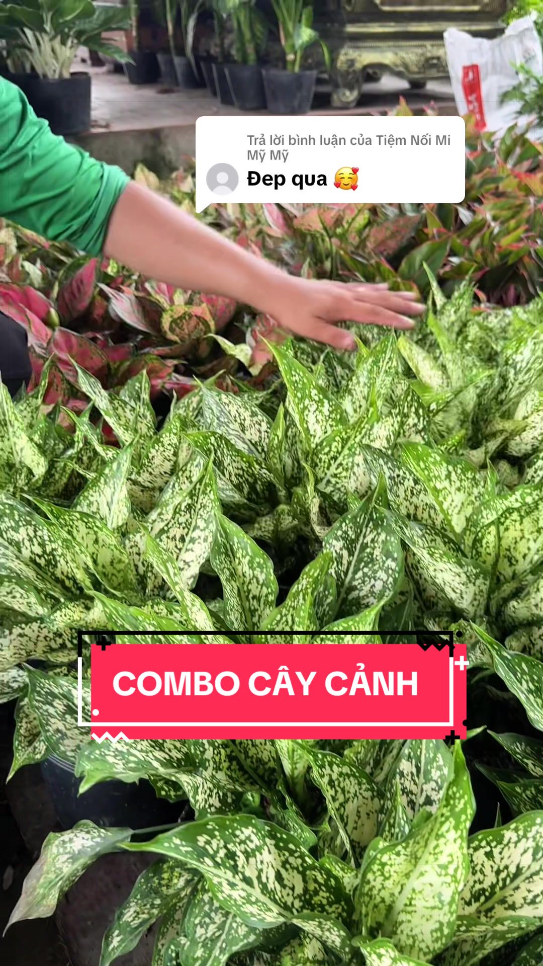@Cây Xanh Phong Hồng