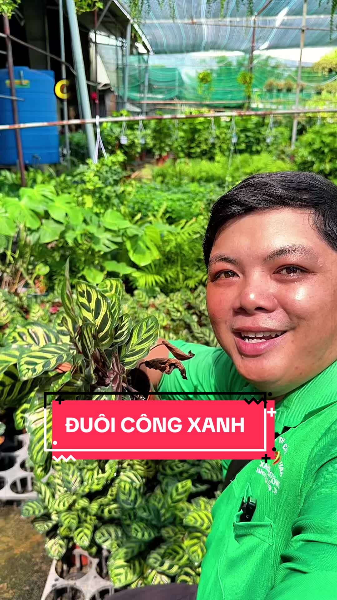 @C&acirc;y Xanh Phong Hồng