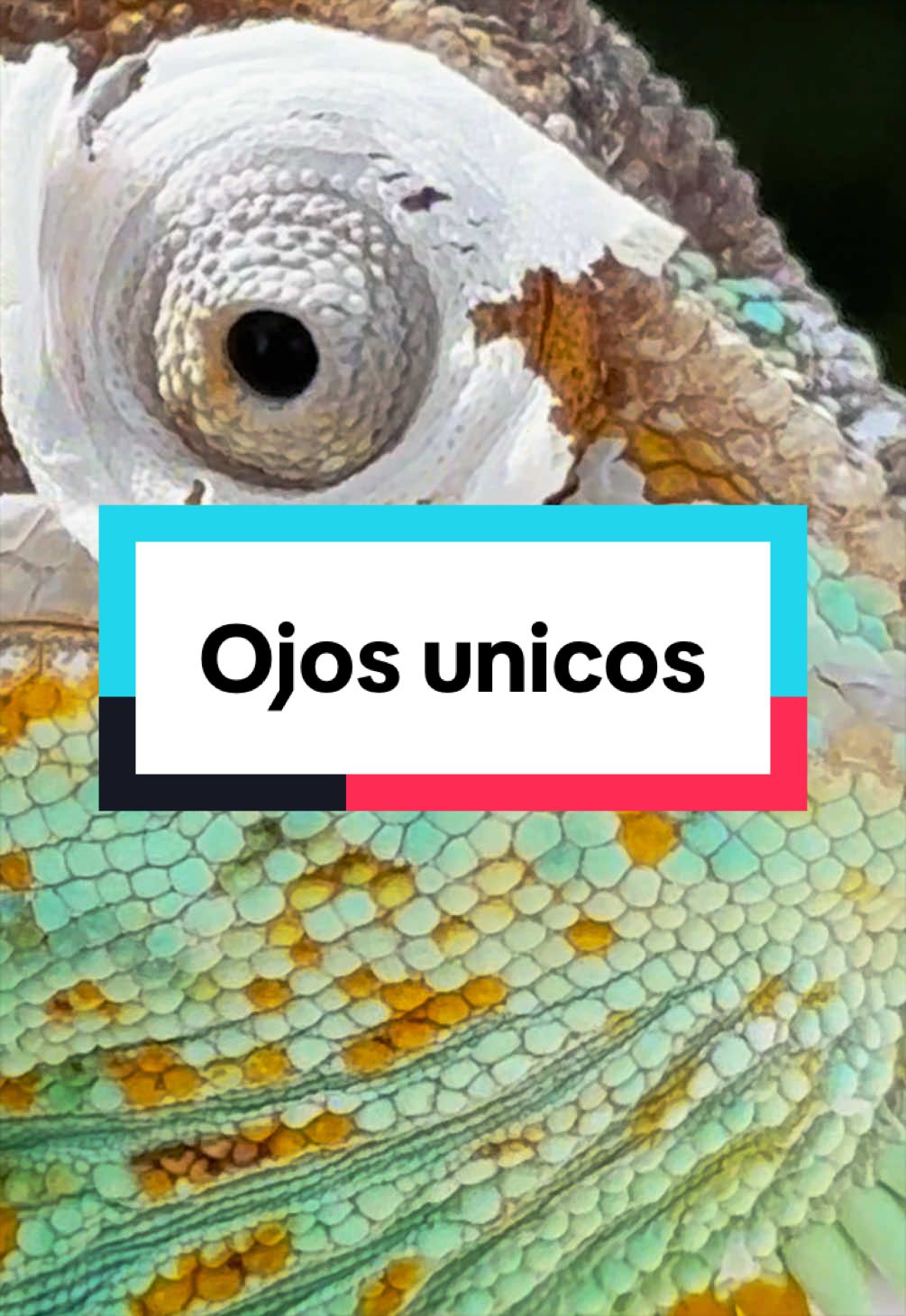 @ReptilMania