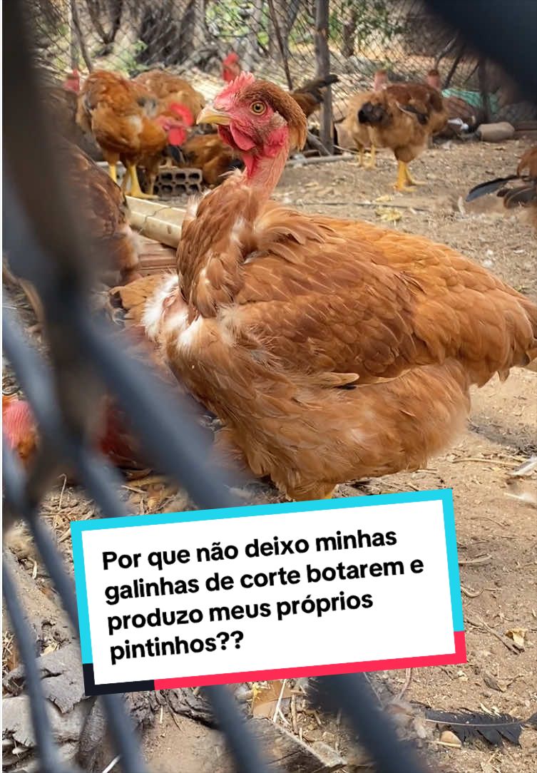 @Fernando Luiz