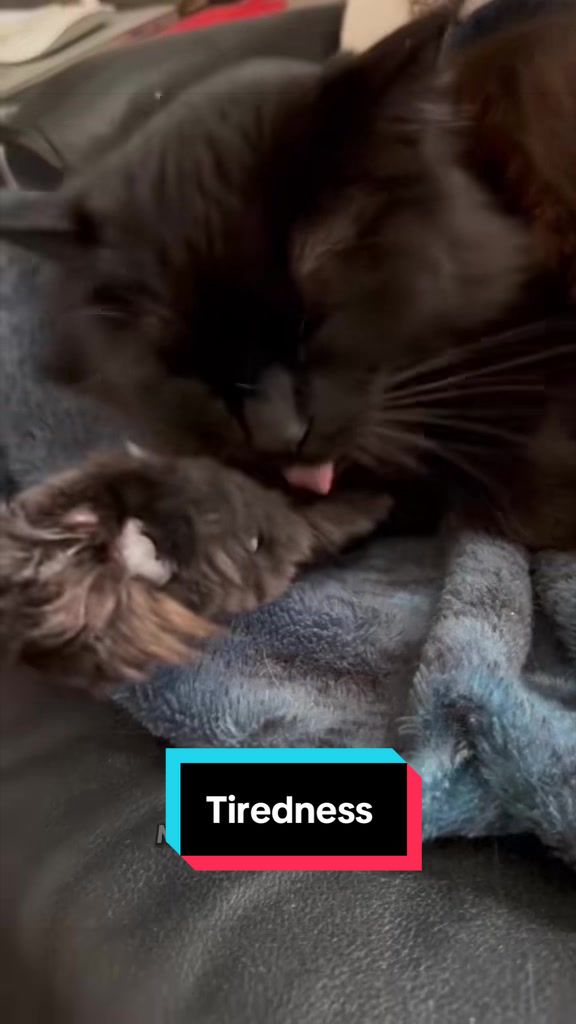 @Sir FluffyButt,the cat🇨🇦🇺🇦