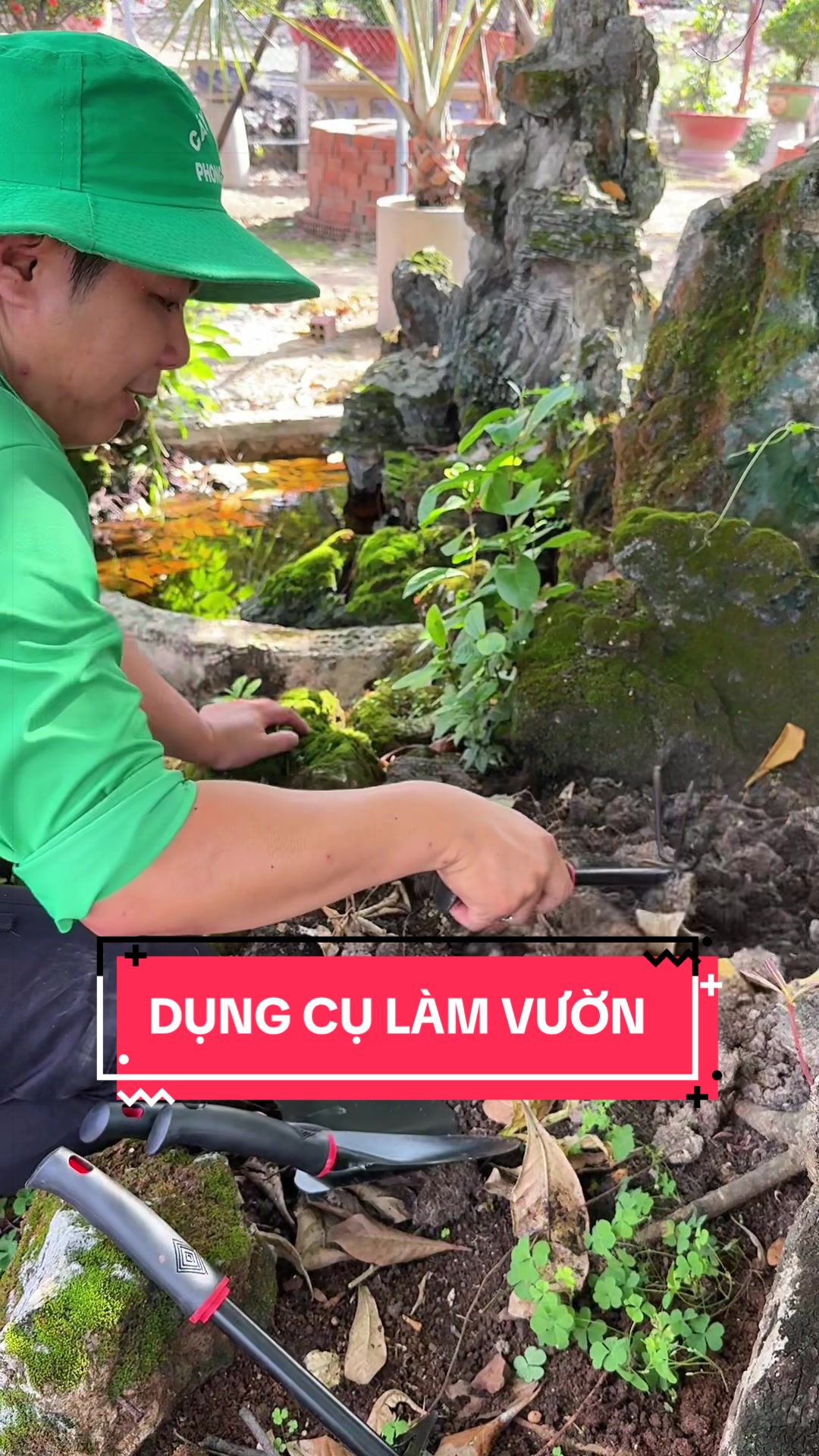 @C&acirc;y Xanh Phong Hồng