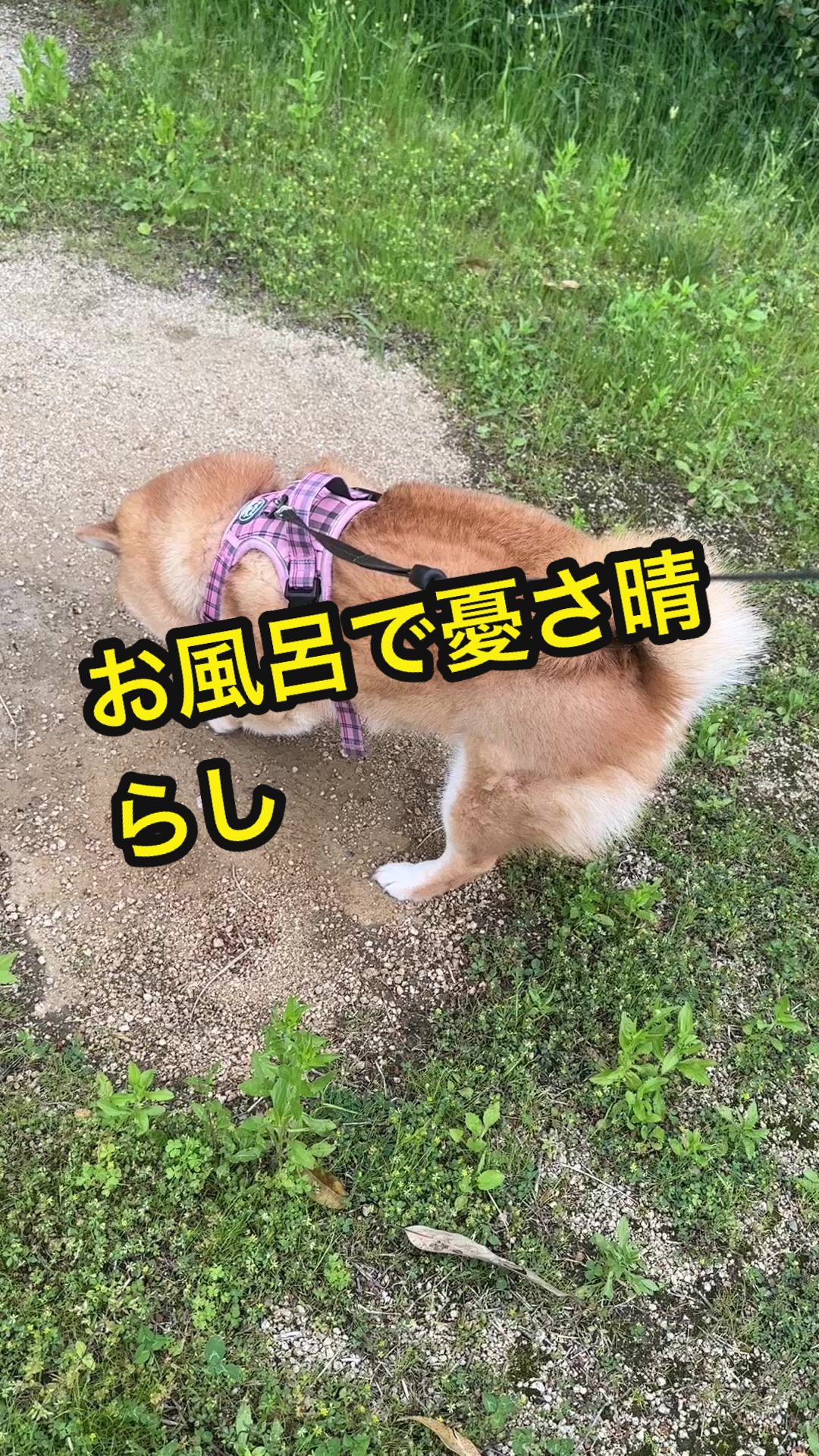 @特に柴犬が好きな人