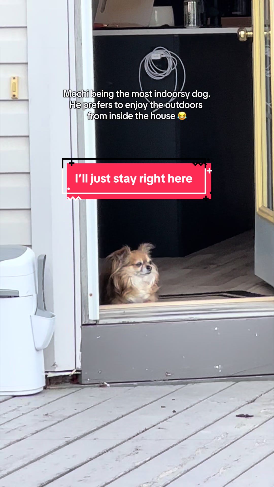 @Mochi & Ali 🐾🇨🇦