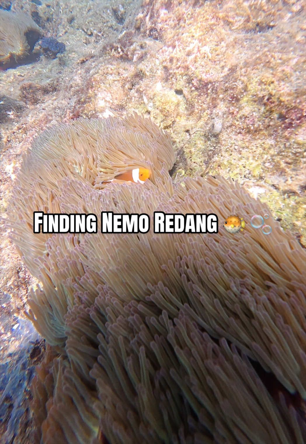 @Tuan Hisyam