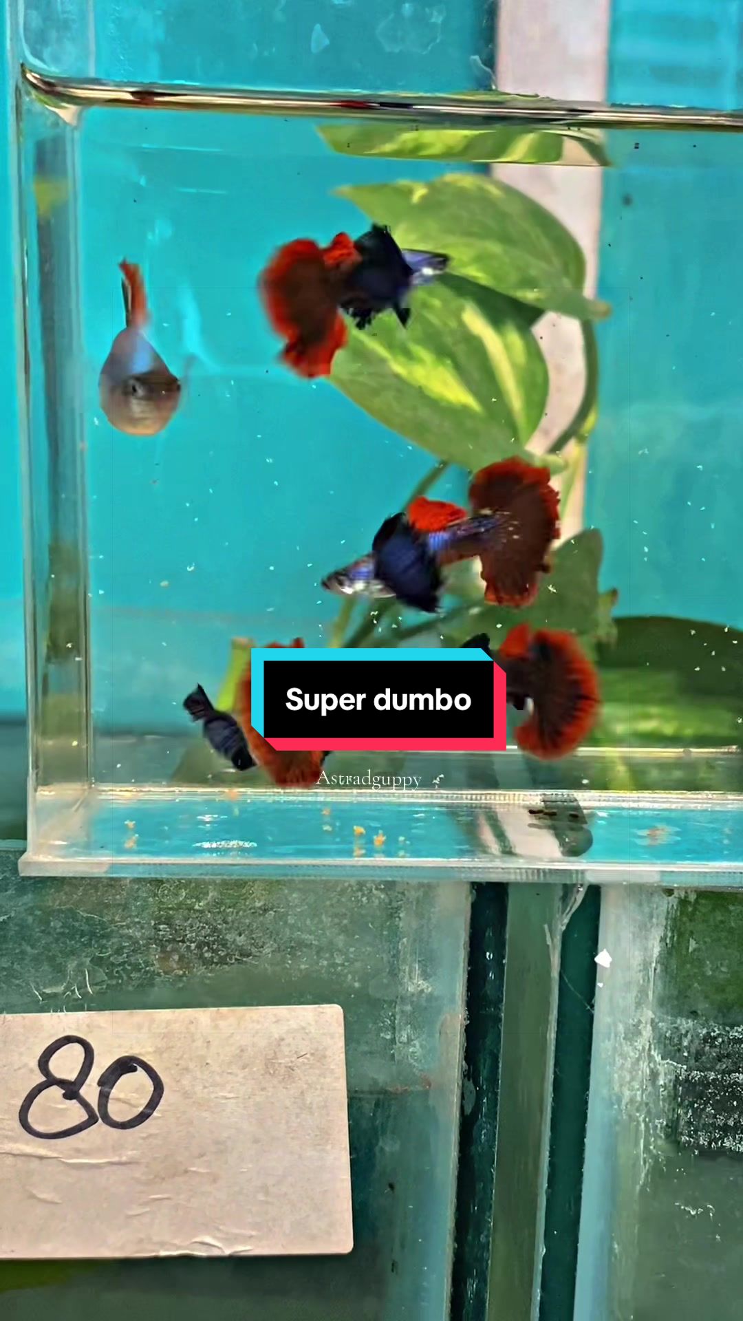 @Astra D'guppy