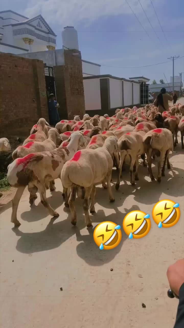 @salmanali