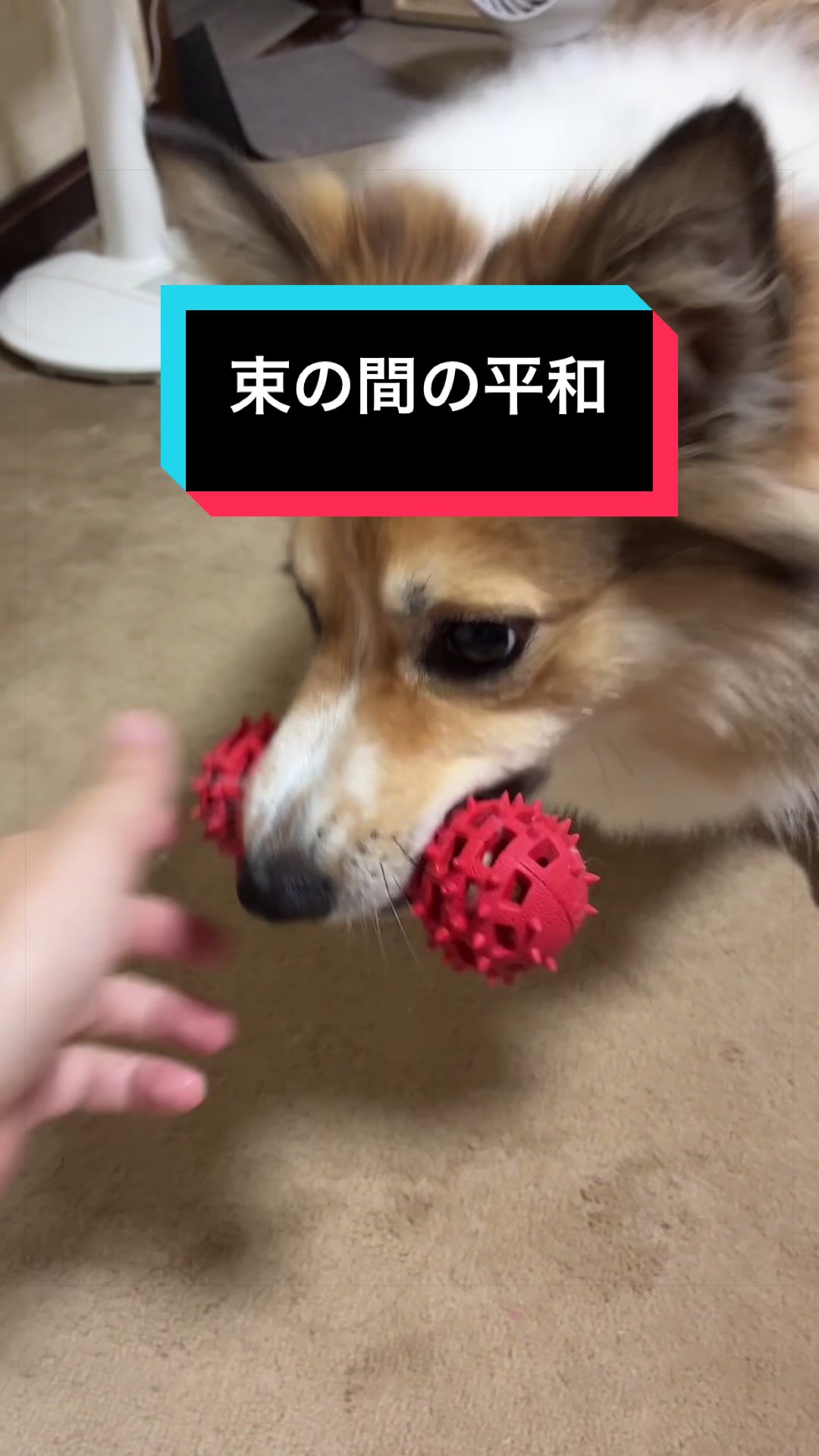 @サクサクビスケット