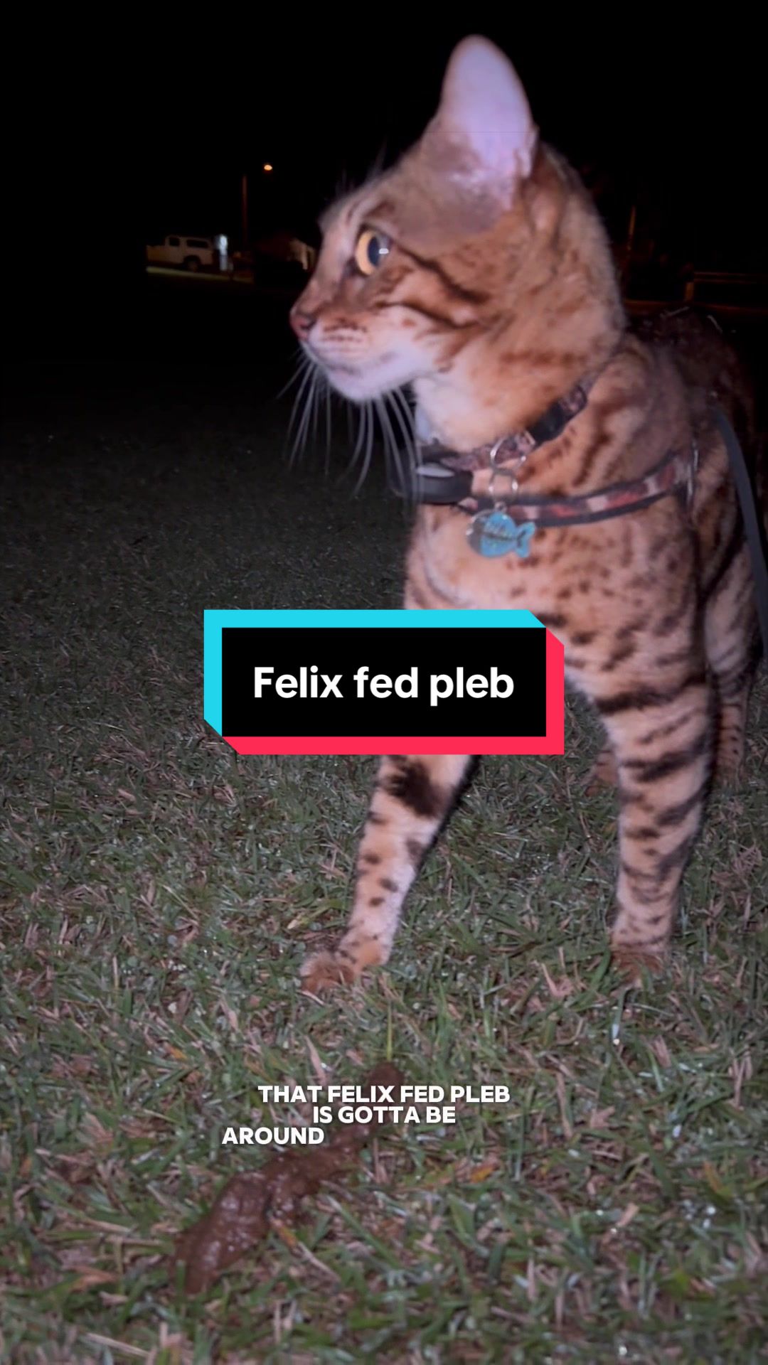 @Skeeter The Bengal