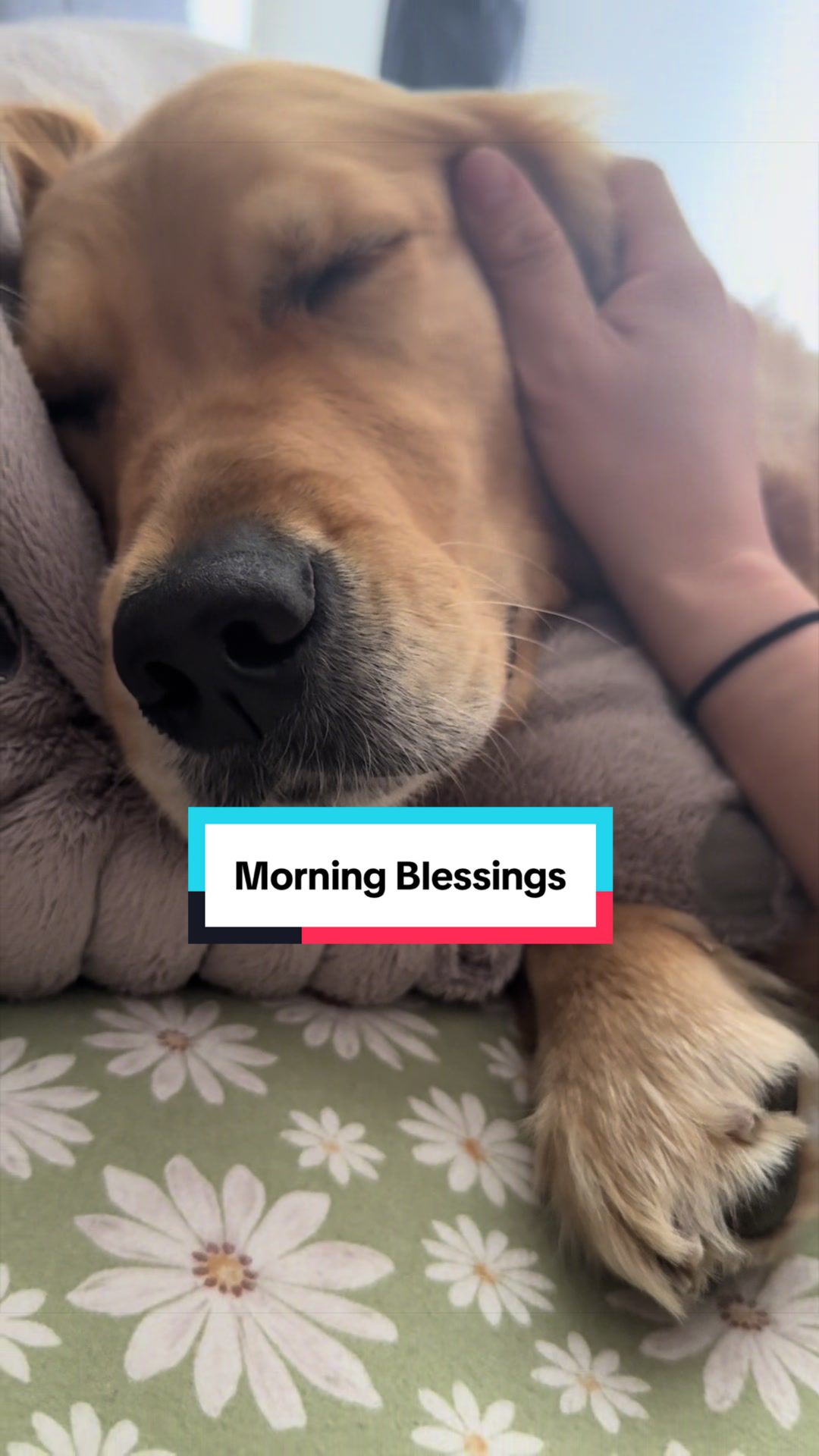 @3goldenretriever