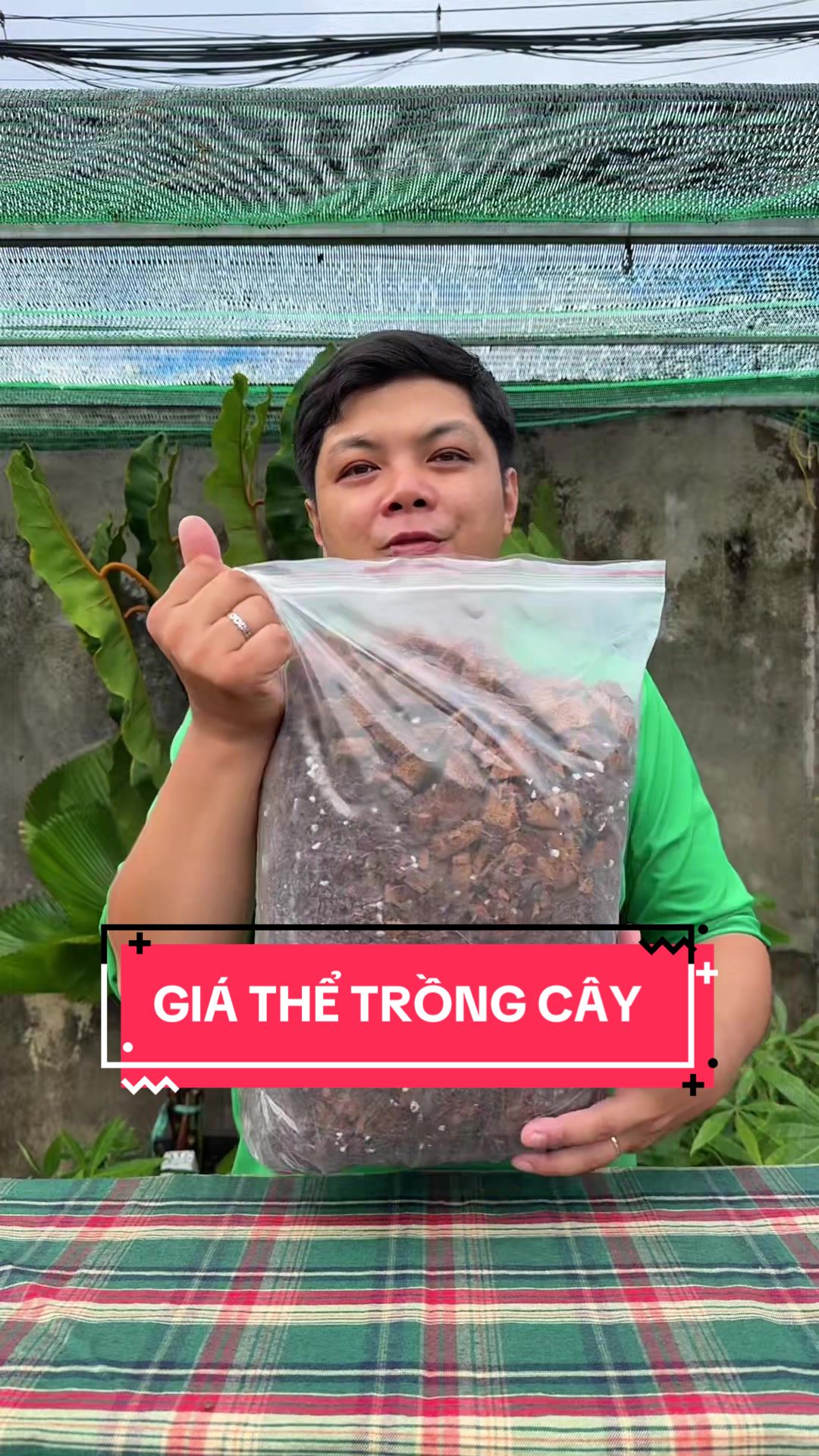 @C&acirc;y Xanh Phong Hồng