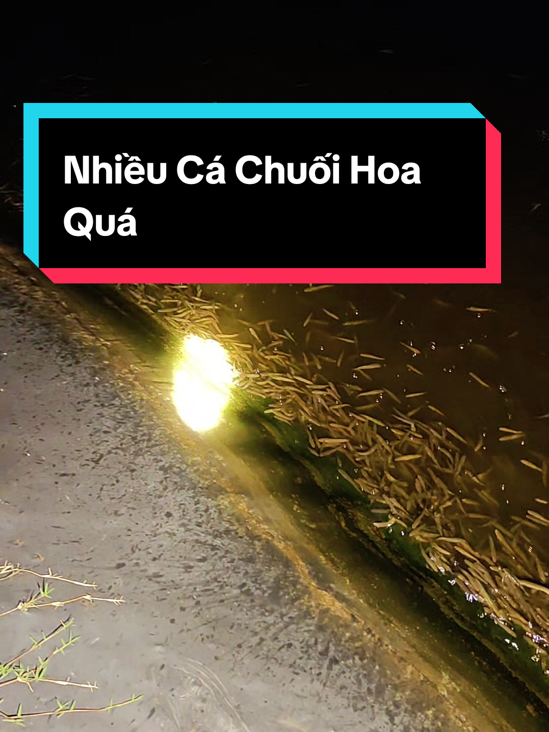 @Cá Chuối Hoa