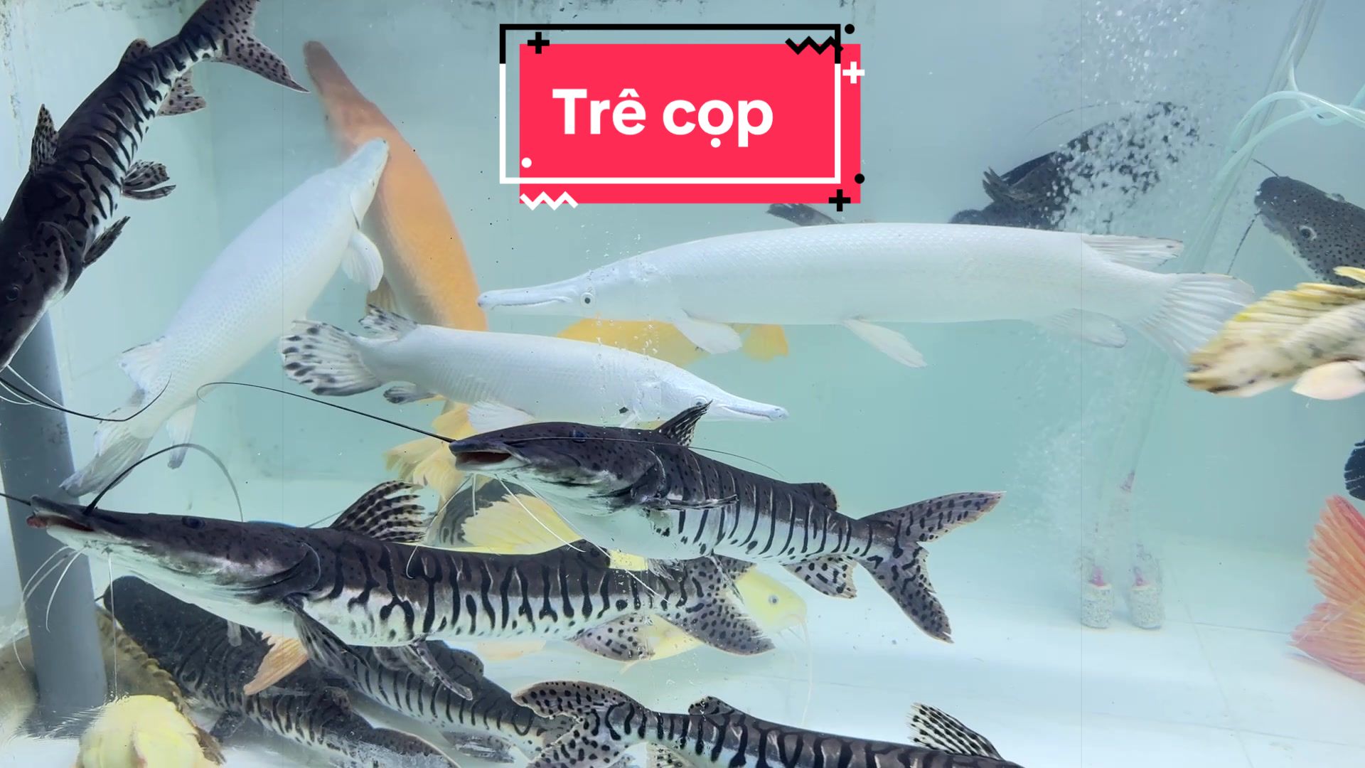 @Ph&aacute;t Đạt B&aacute;n C&aacute; 😎🐠🦈