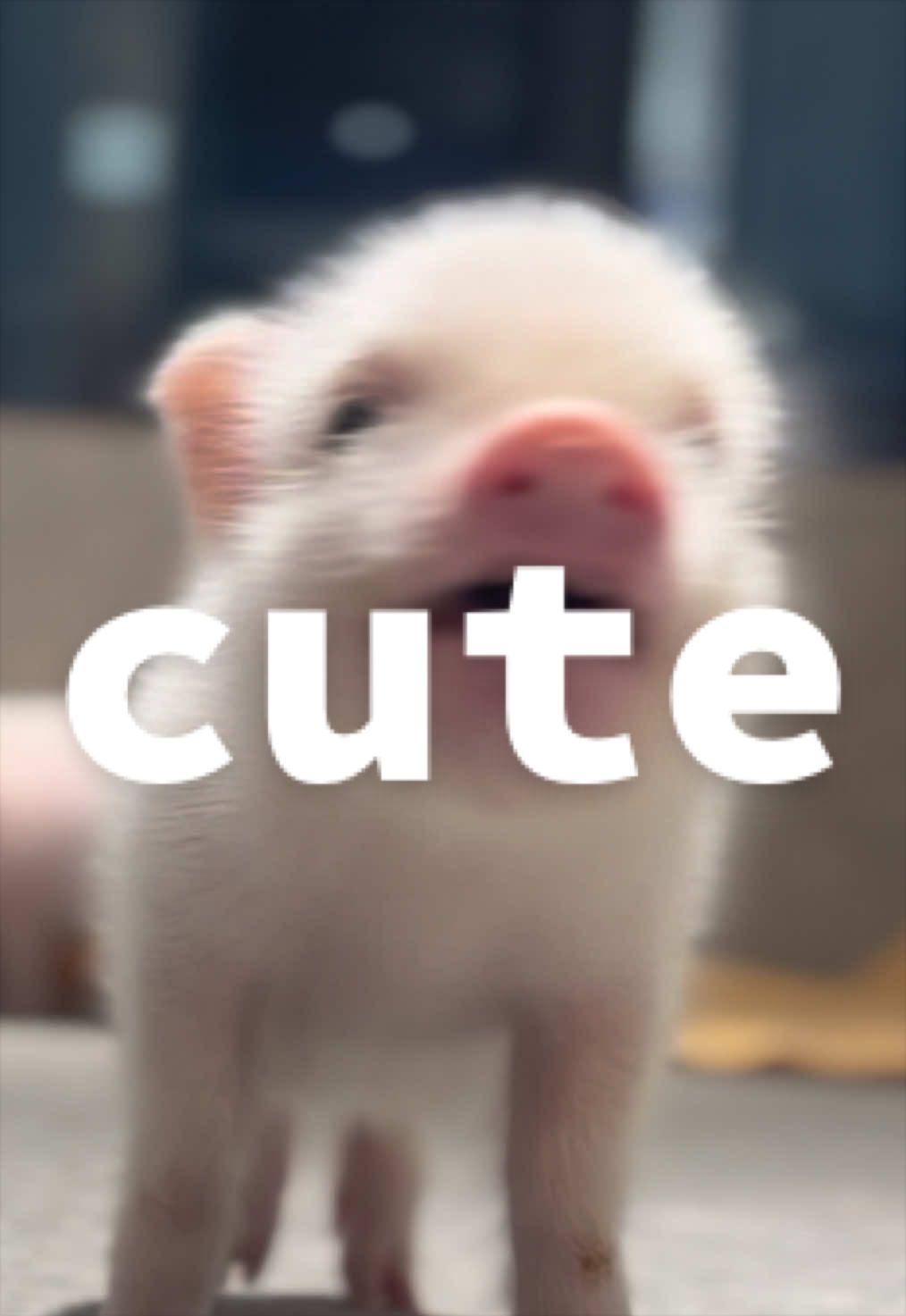@pignic