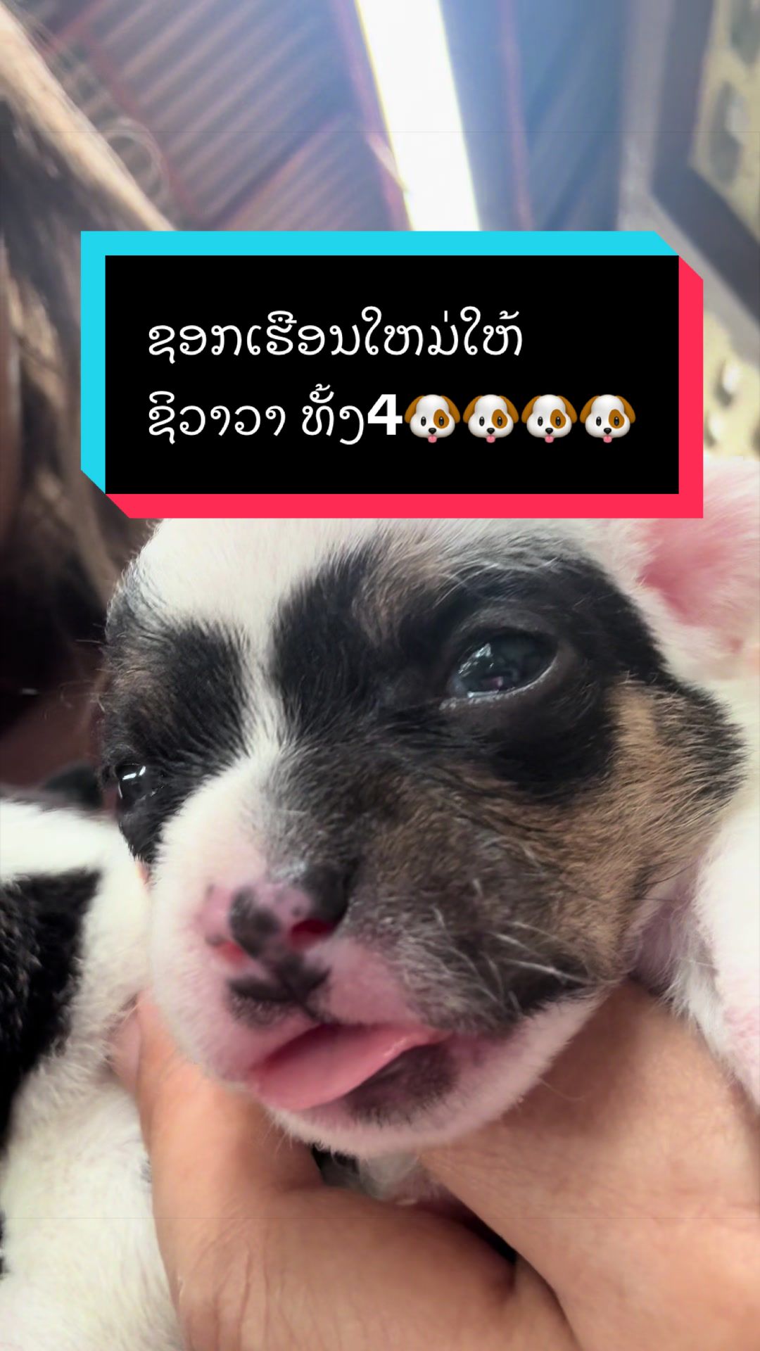@Noo Chanthaseng