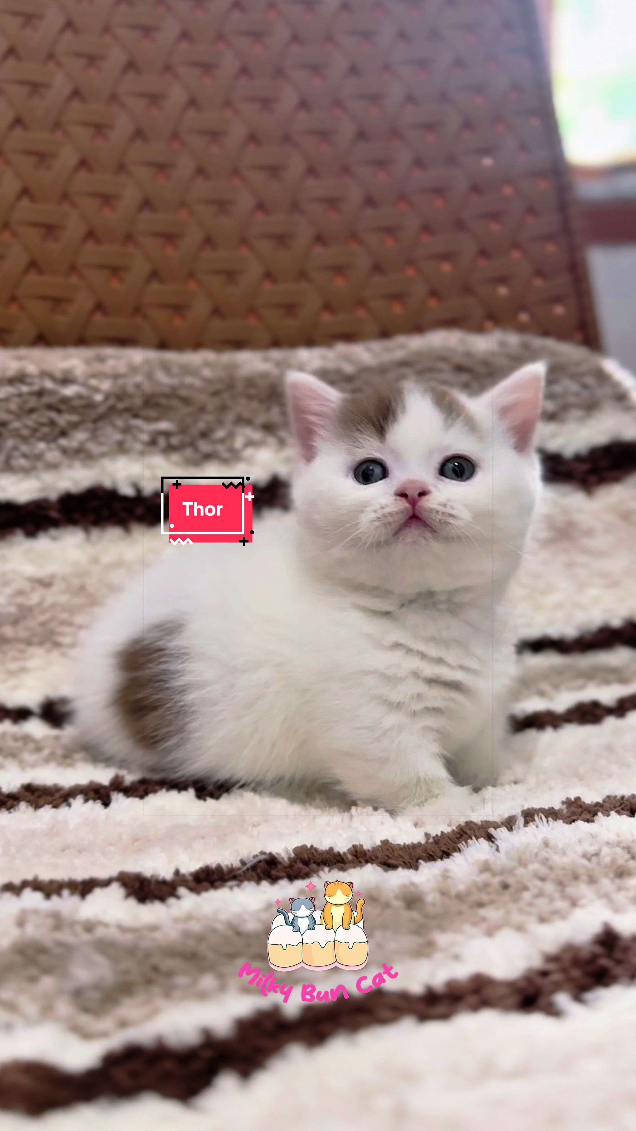 @milky bun cat