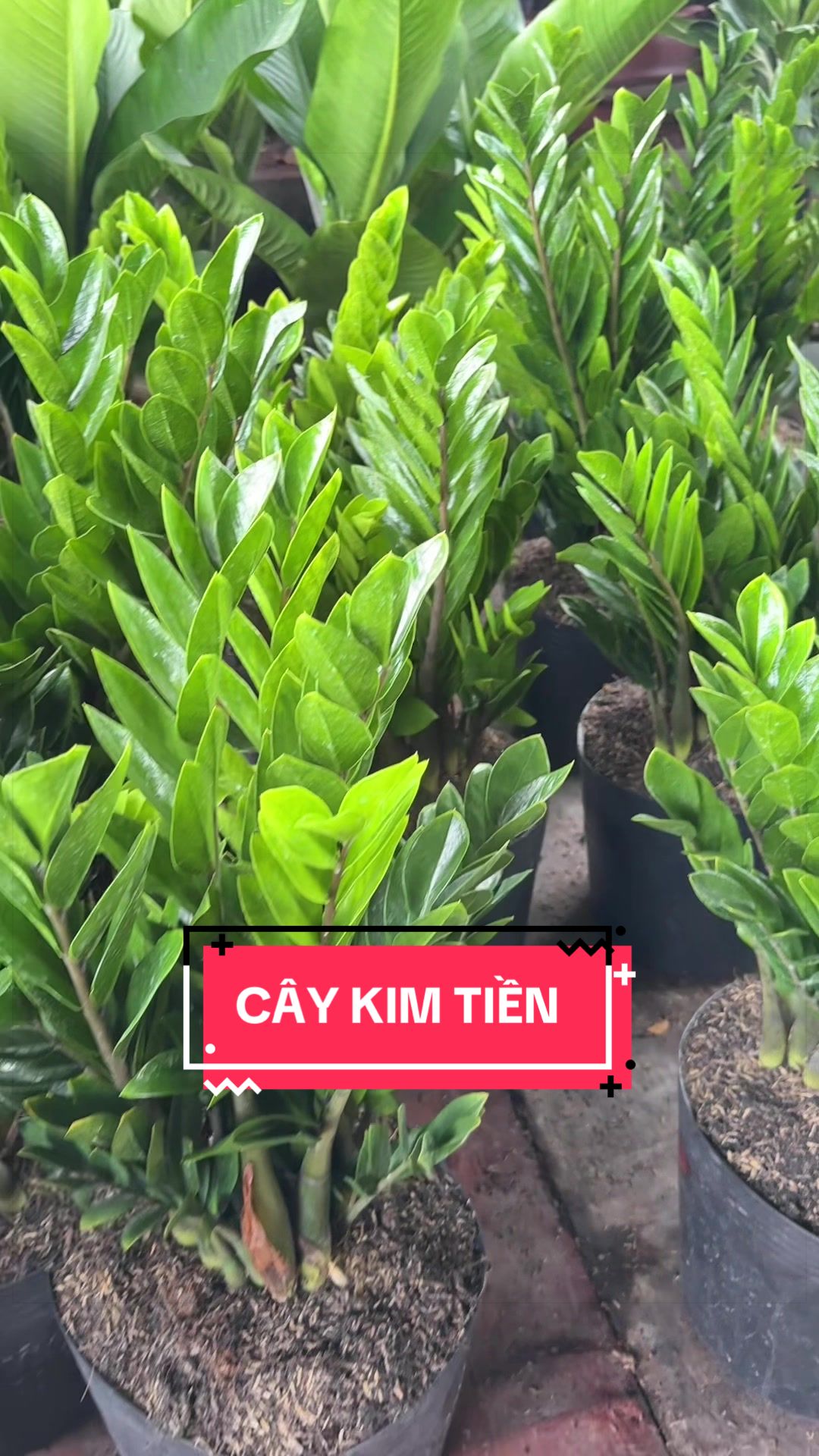 @C&acirc;y Xanh Phong Hồng