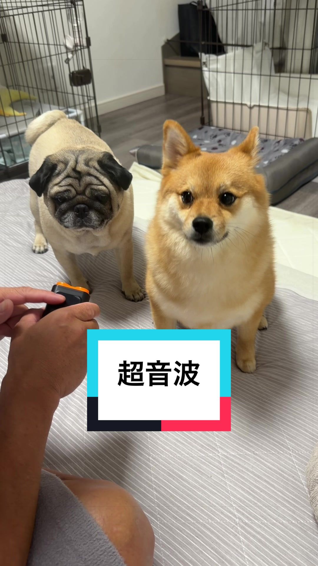 @9/28🎂おじ生誕祭🐶とん&ぺっぺこぺー🦊