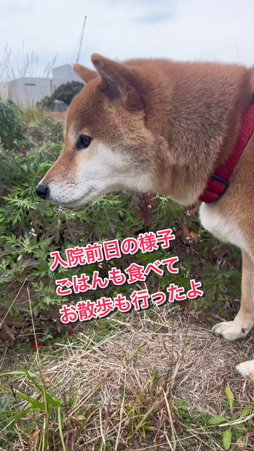 @æŽç¬ã¯ãªðŸ