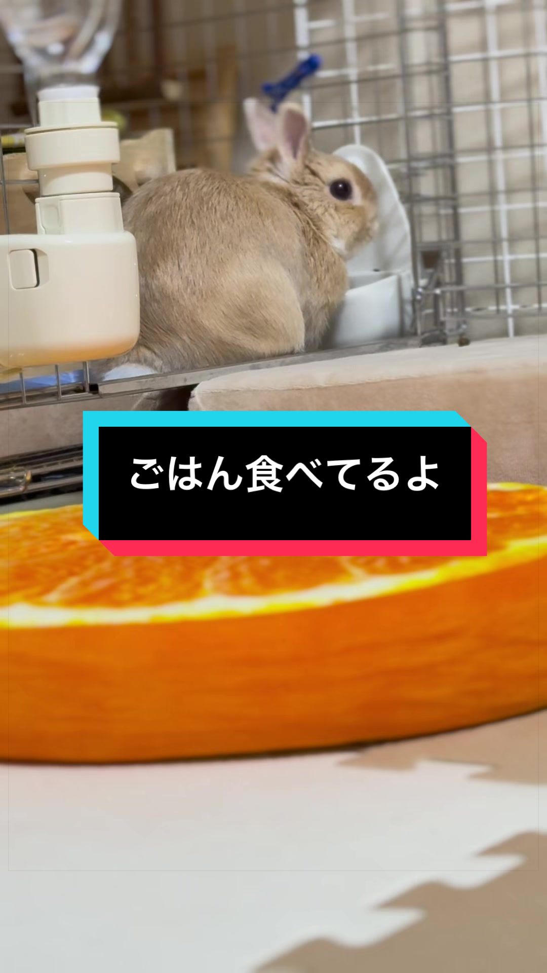 @うさぎのもちまる