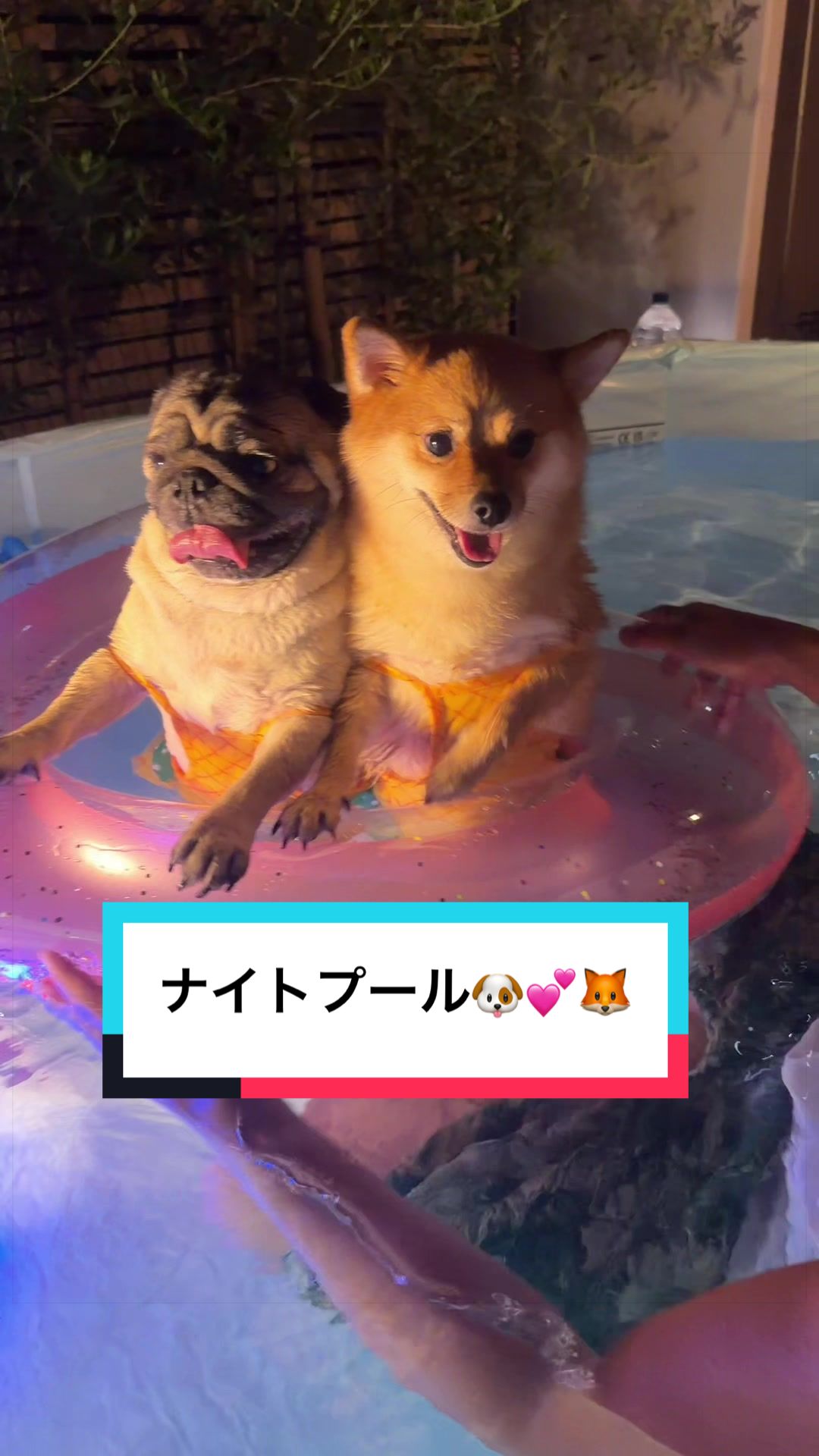@🐶とん&ぺっぺこぺー🦊