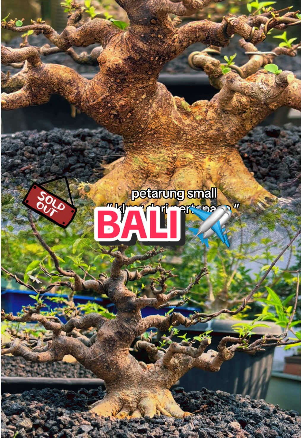 @warbonsai_purwodadi