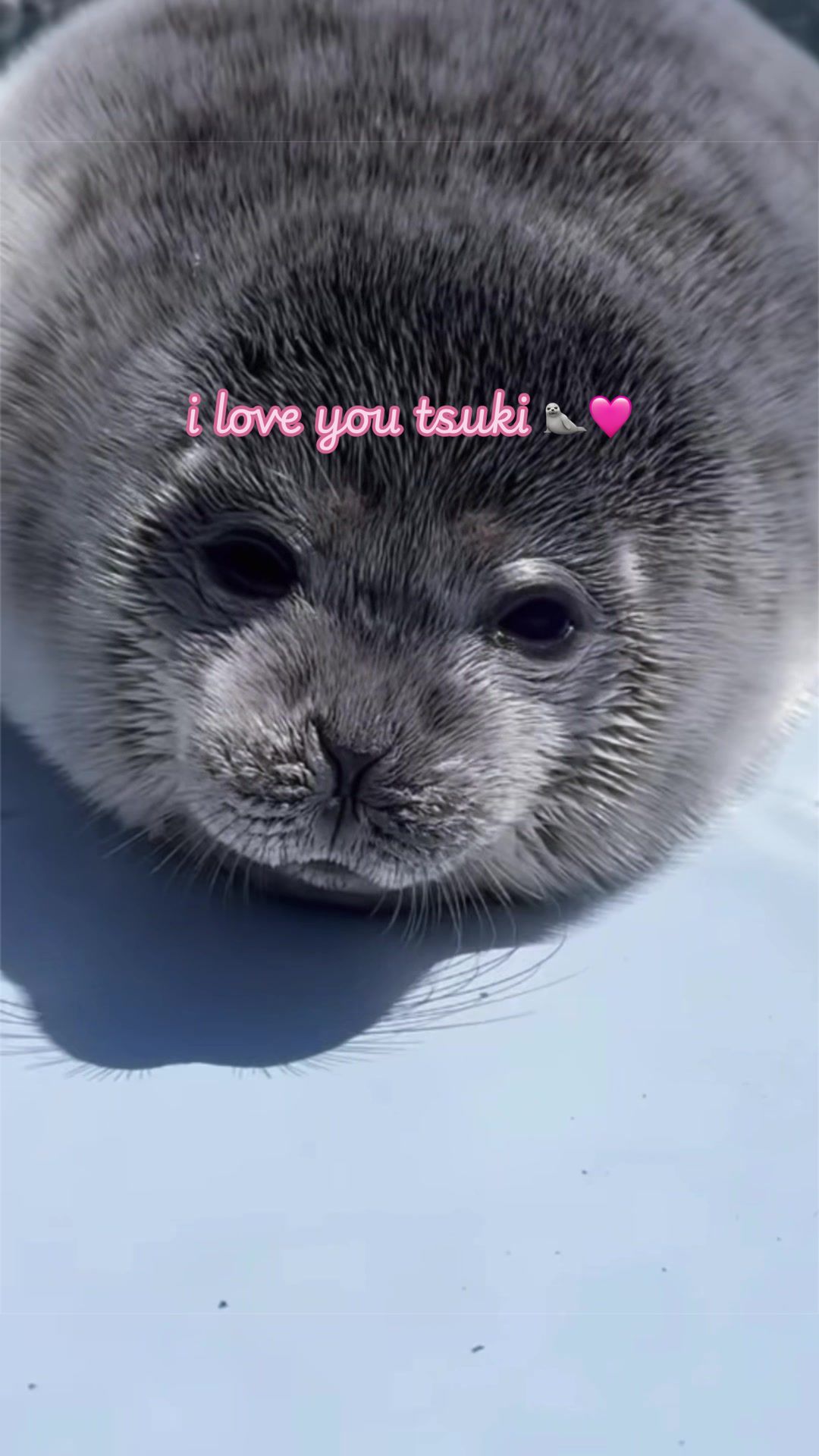 @seal lover 🦭⋆˚꩜｡⋆˚🩵