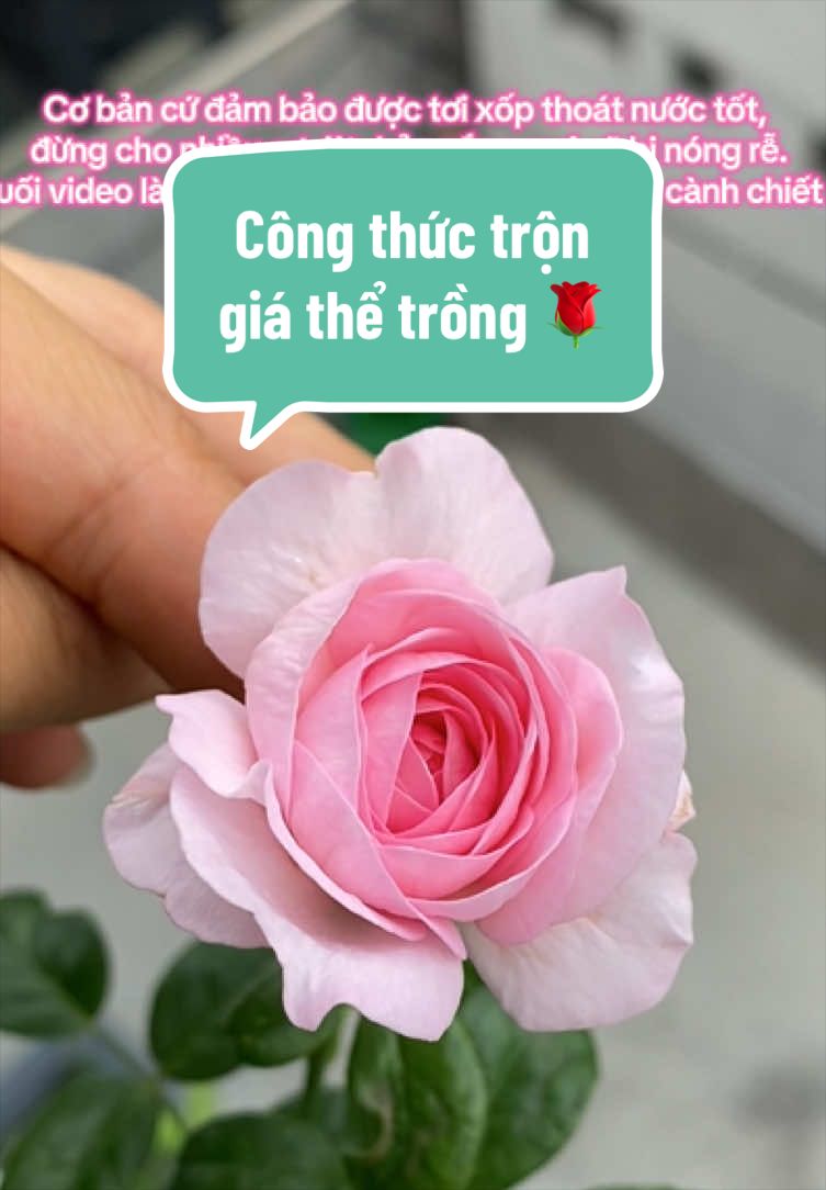 @Gia vị cuộc sống