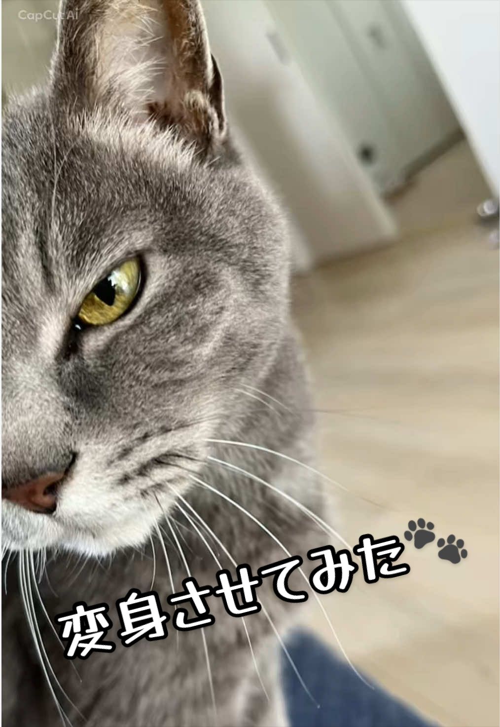 @くろねこ🐈⬛🩶🐈🤍