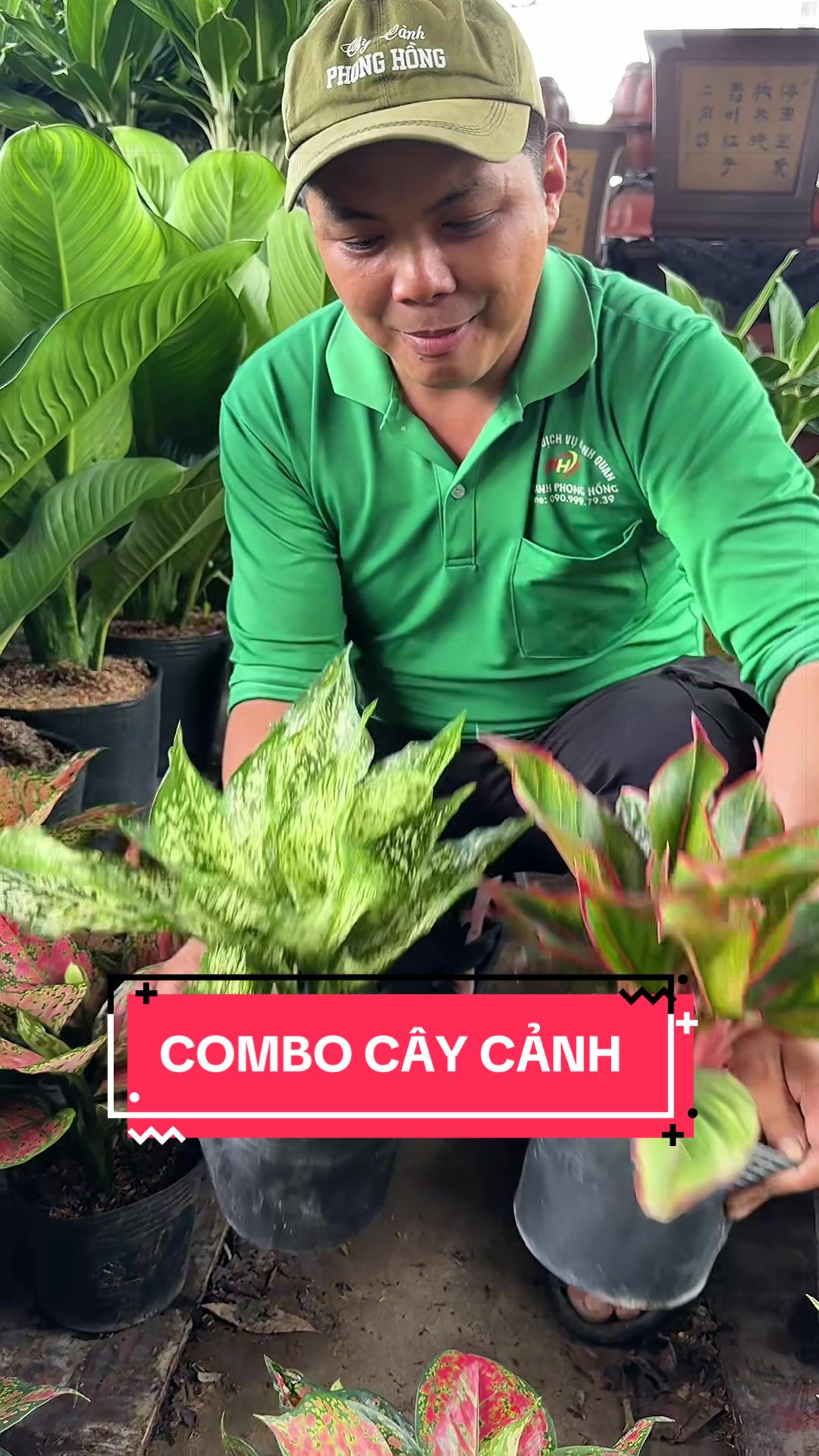 @Cây Xanh Phong Hồng