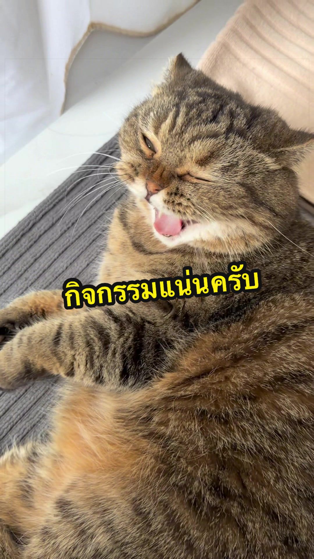 @เชอรี่ขืนใจแมว