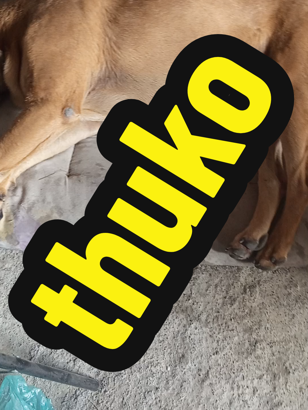 @ElPapinzonShow