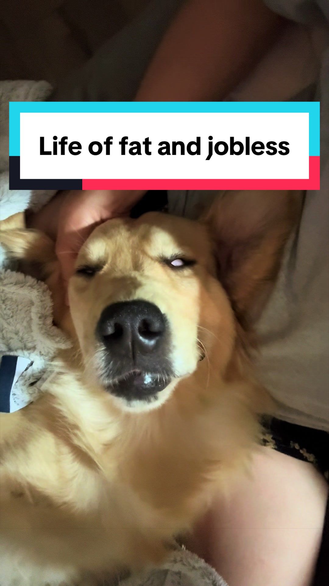 @3goldenretriever