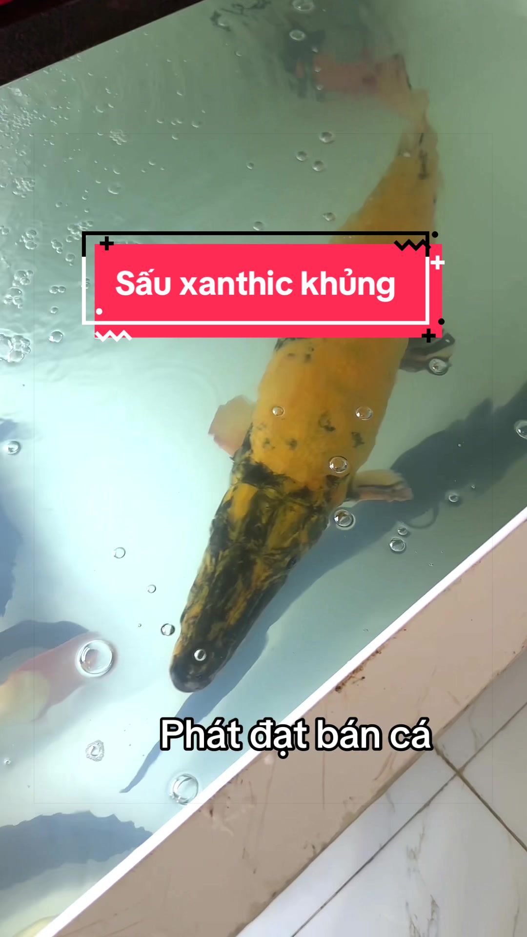 @Phát Đạt Bán Cá 😎🐠🦈