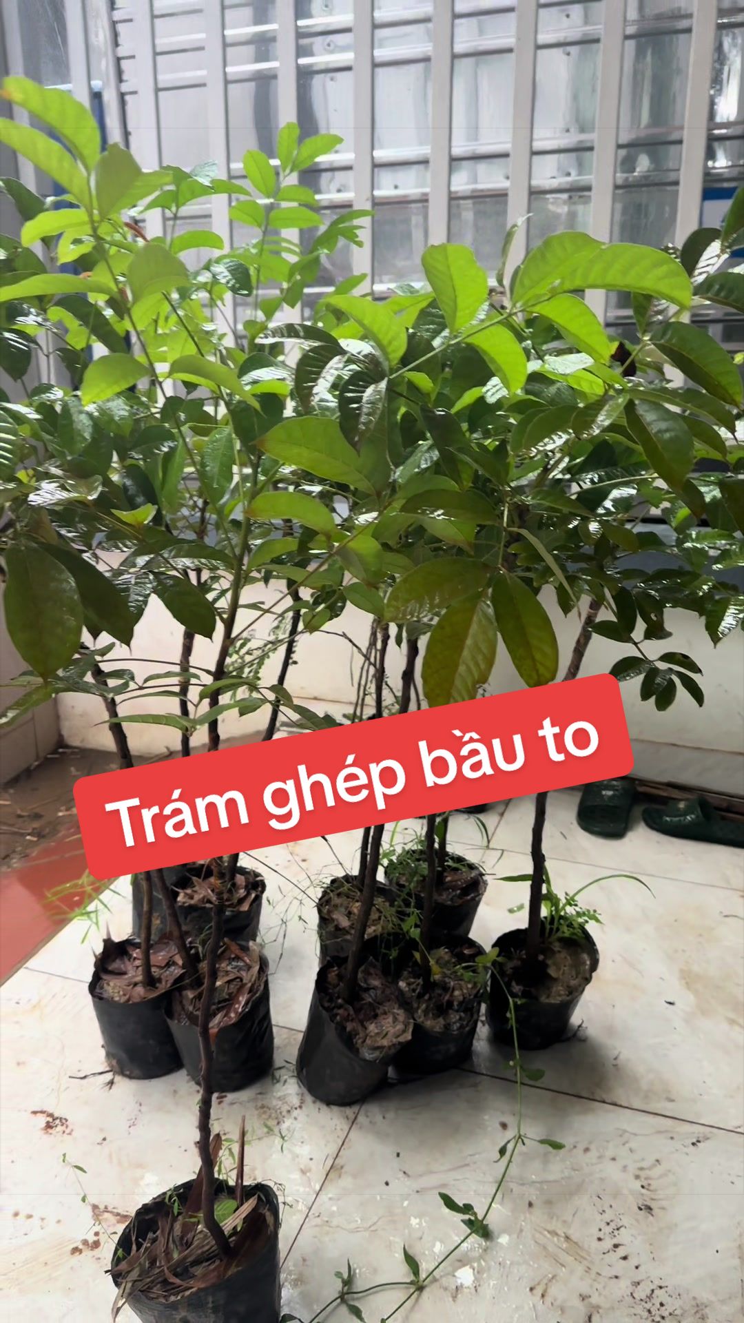 @Nh&agrave; Vườn Vũ Mai