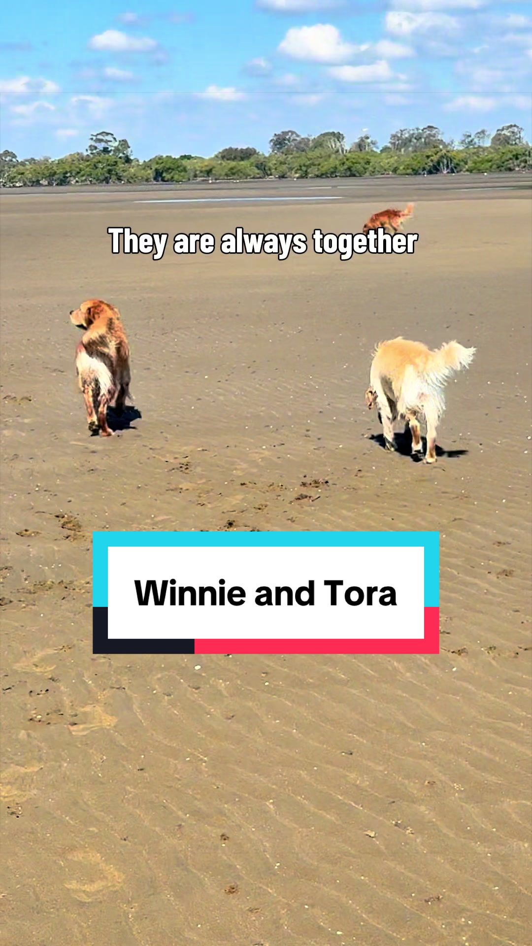 @3goldenretriever