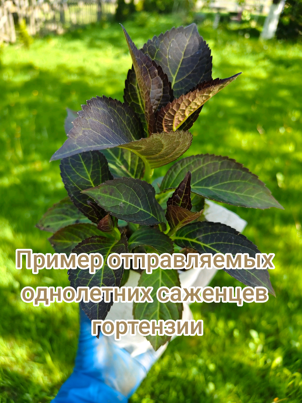@Интернет-магазин Магия цветов