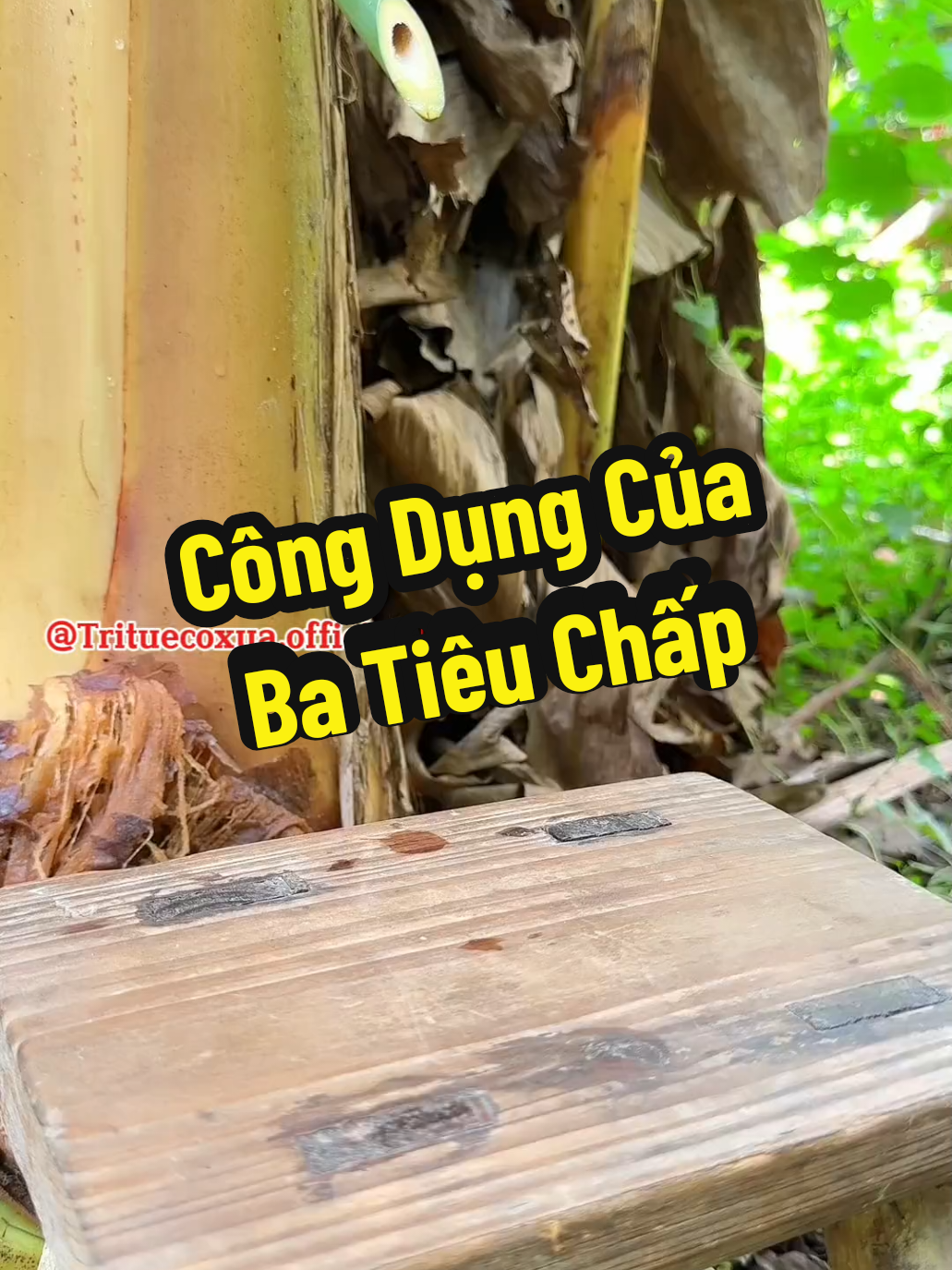 @TRÍ TUỆ CỔ XƯA OFFICIAL