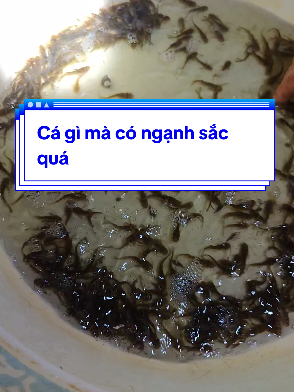 @Cá Chuối Hoa