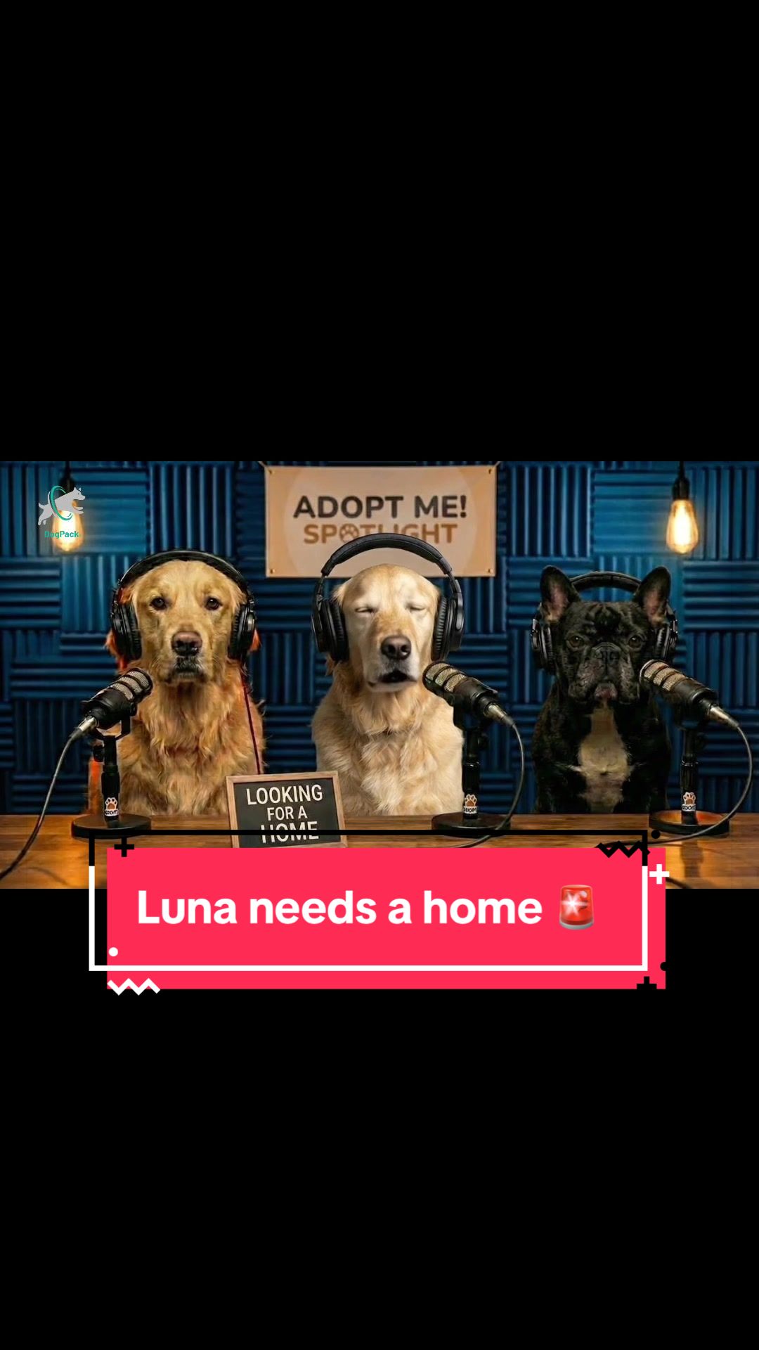@DogPack