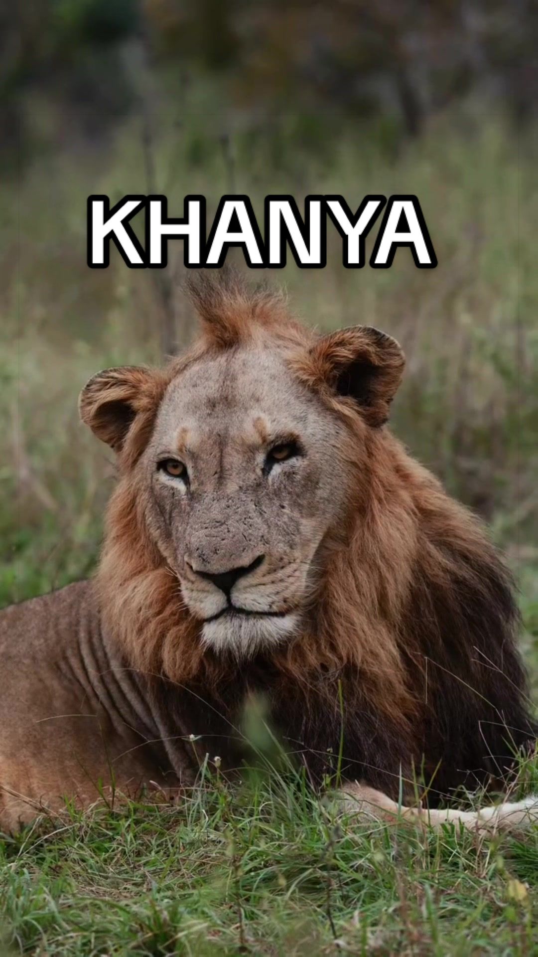 @Nai | LION EXPERT 🌍
