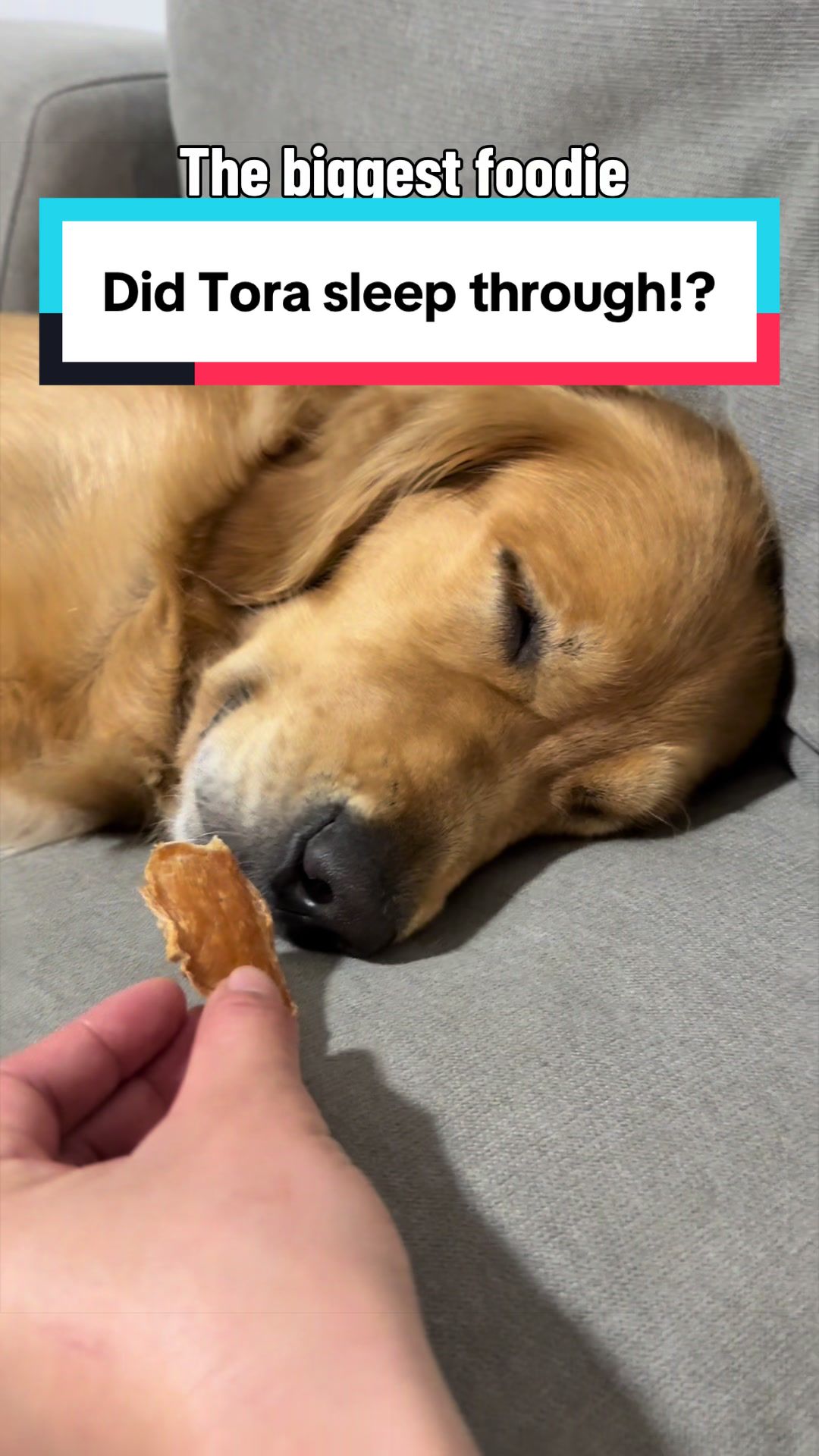 @3goldenretriever