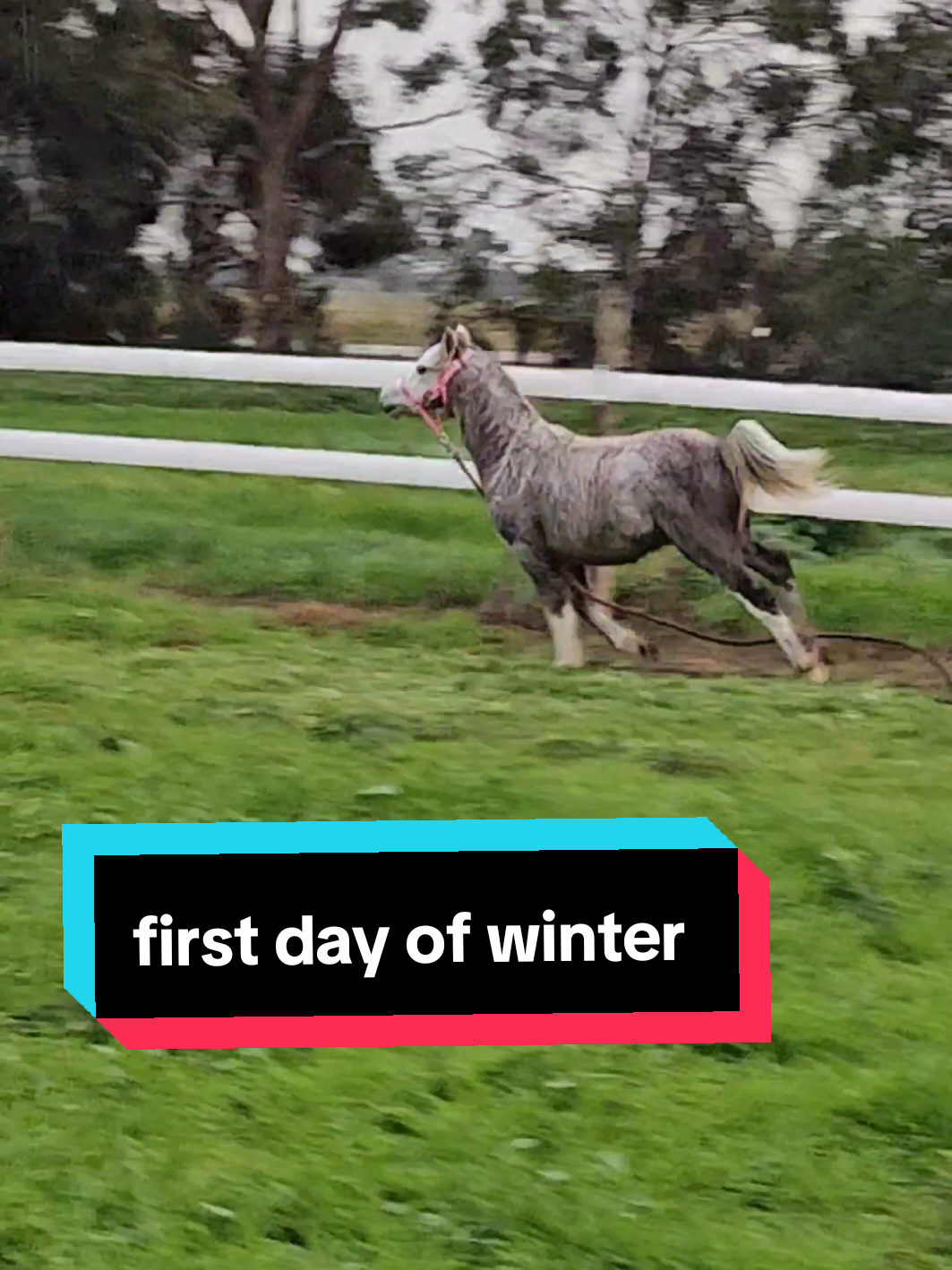 @Jess | Horse trainer