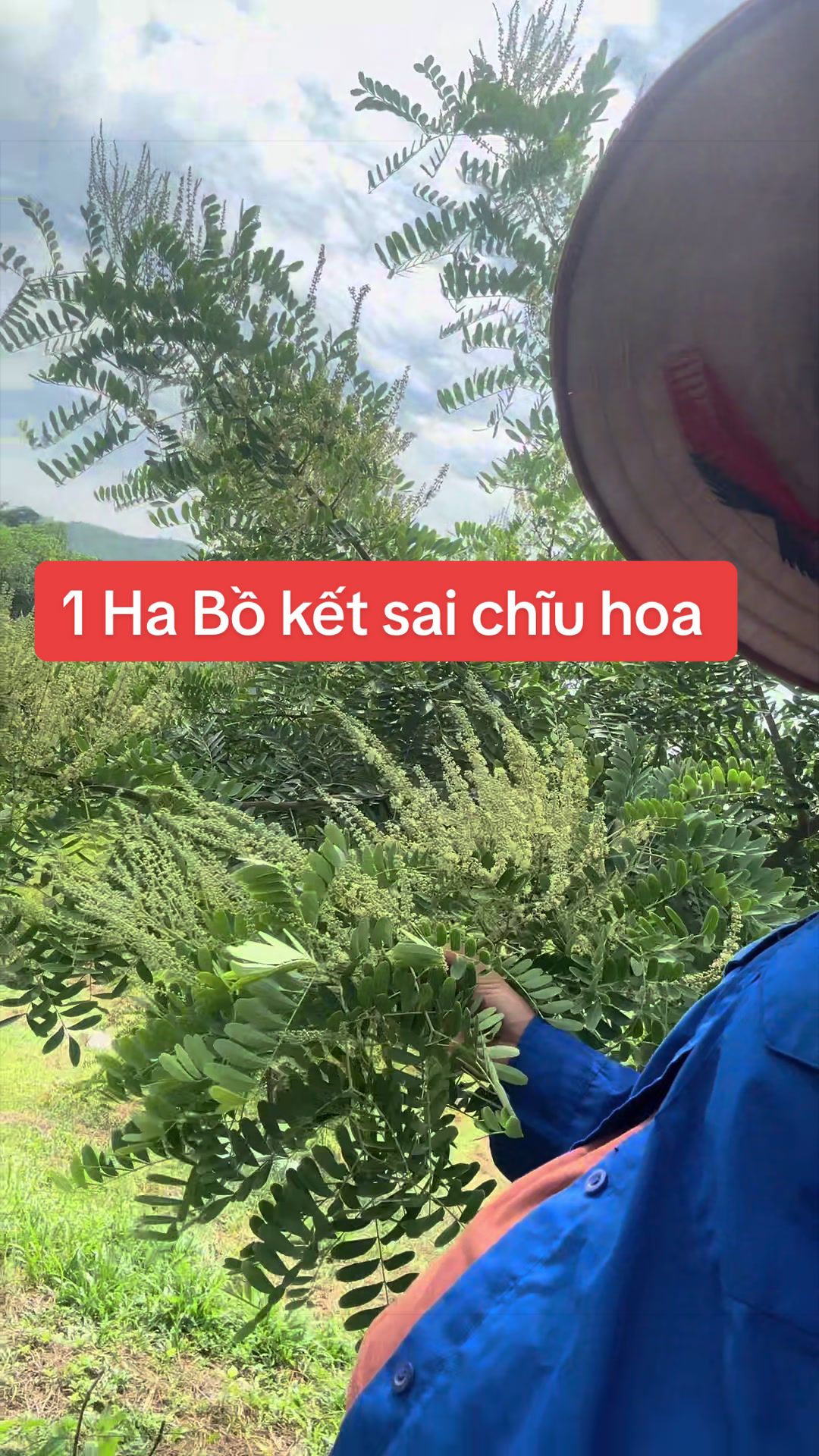 @Nh&agrave; Vườn Vũ Mai