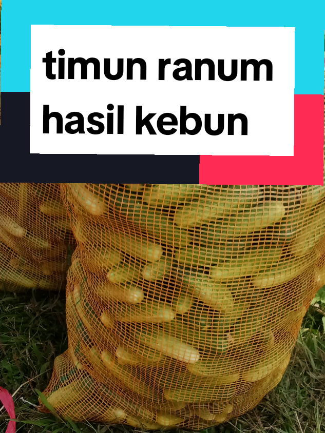 @tukik 🐢