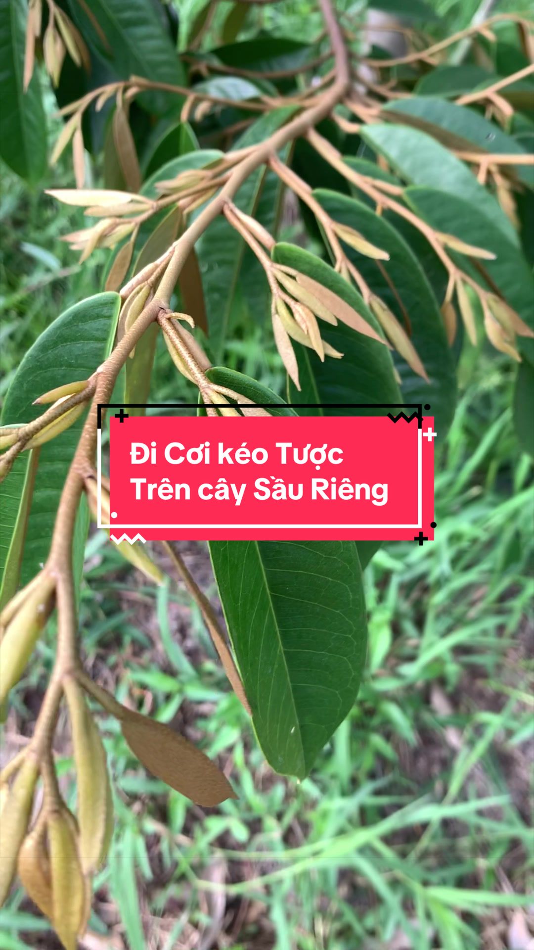 @Hân chuyên bán phân thuốc