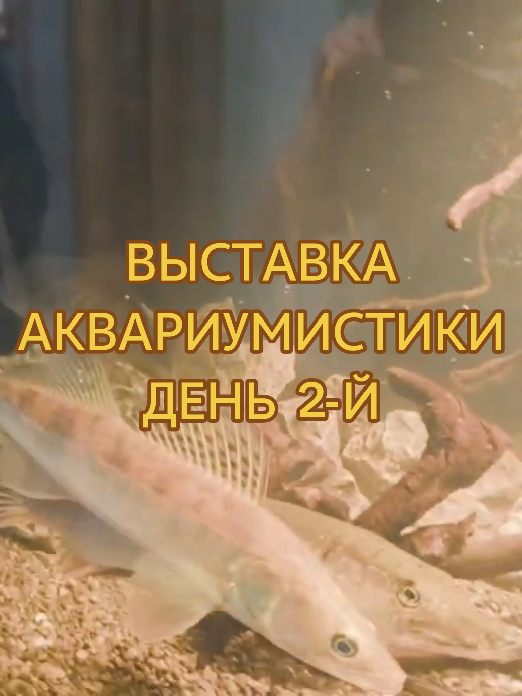 @Судак в Аквариуме